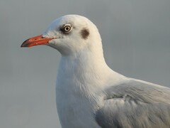 Chroicocephalus brunnicephalus