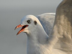 Chroicocephalus brunnicephalus