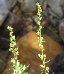 Artemisia michauxiana