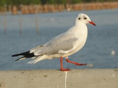 Chroicocephalus brunnicephalus