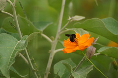 Bombus pauloensis