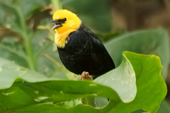 Chrysomus icterocephalus