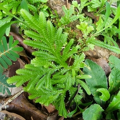 Selaginella plana