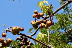 Sterculia foetida
