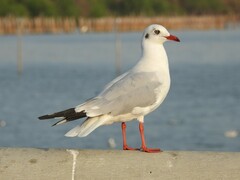 Chroicocephalus brunnicephalus