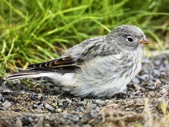 Plectrophenax nivalis insulae
