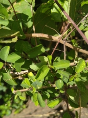 Ehretia rigida
