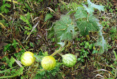 Solanum aculeatissimum