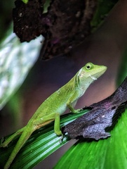 Anolis biporcatus