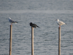 Chroicocephalus brunnicephalus