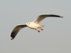 Chroicocephalus brunnicephalus