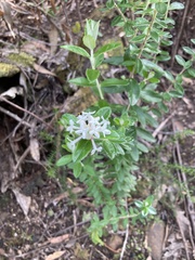 Pimelea linifolia
