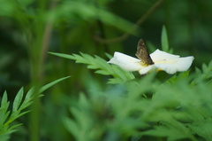 Callimormus juventus