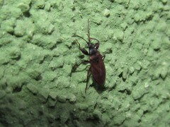 Gastrodes