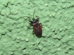 Gastrodes