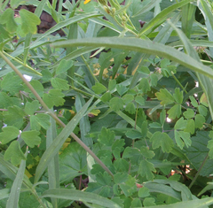 Thalictrum occidentale