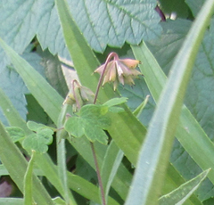 Thalictrum occidentale