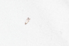 Taygete attributella