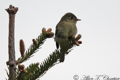 Empidonax flaviventris