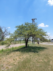 Prosopis affinis