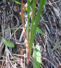 Allium brevistylum