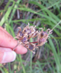 Allium brevistylum