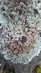 Protoparmeliopsis muralis