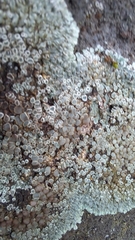 Protoparmeliopsis muralis