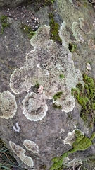 Protoparmeliopsis muralis