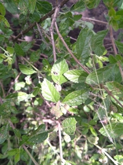 Lippia javanica