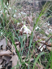 Galanthus reginae-olgae