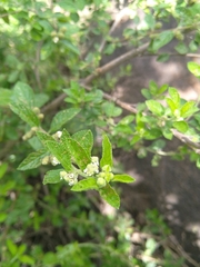Lippia javanica
