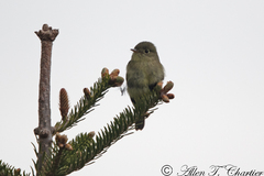 Empidonax flaviventris