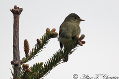 Empidonax flaviventris