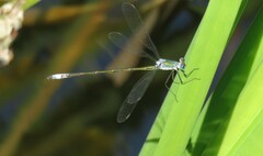 Lestes vigilax