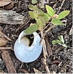 Zachrysia provisoria