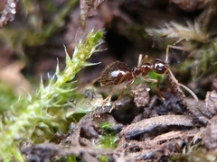 Prenolepis nitens