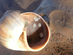 Crepidula plana