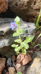 Anagallis