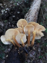 Flammulina