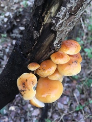 Flammulina