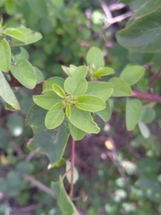 Helinus integrifolius