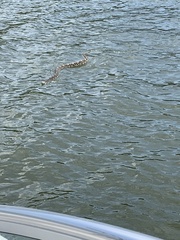 Pituophis melanoleucus melanoleucus