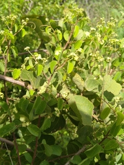 Helinus integrifolius