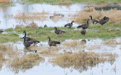 Branta canadensis occidentalis