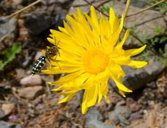Trichostictia vulpina