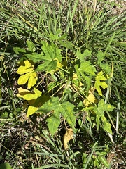 Cnidoscolus aconitifolius