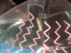 Lepidoptera
