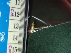 Lepidoptera