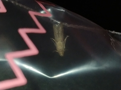 Lepidoptera
